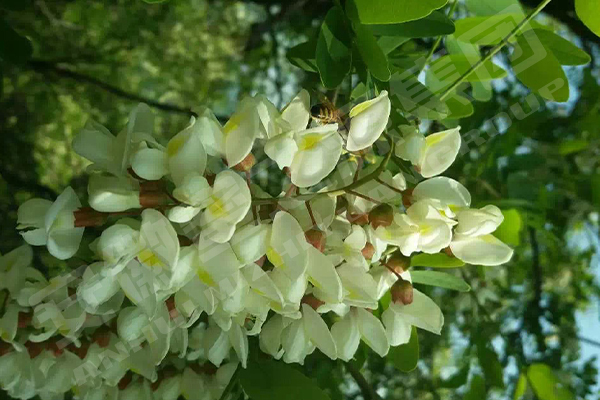 蜜源基地